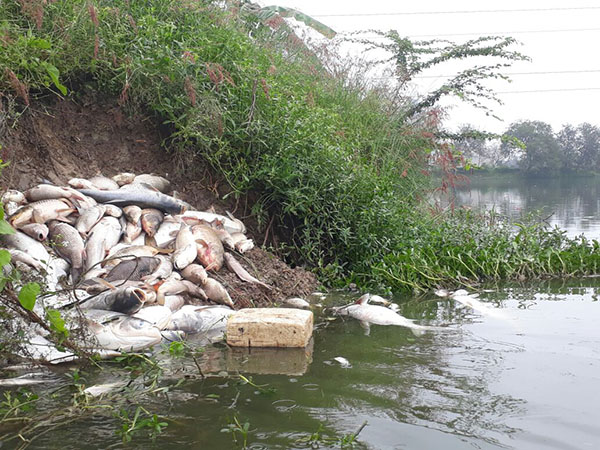 ಅರಳೂರು ಕೆರೆಯಲ್ಲಿ ಮೀನುಗಳ ಮಾರಣಹೋಮ
